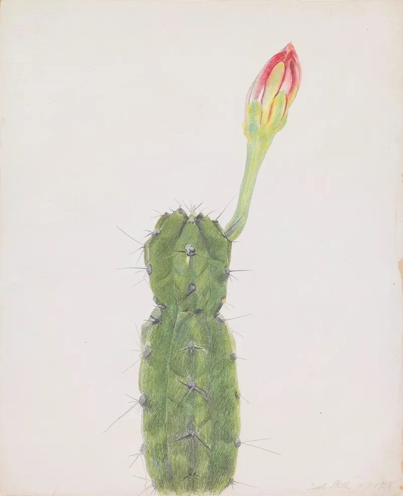 Cactus 3 by Joseph Stella - Canvas Print