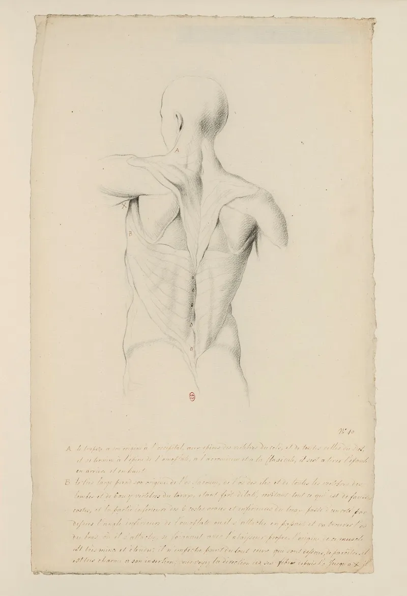 Cahiers Danatomie Pl 09