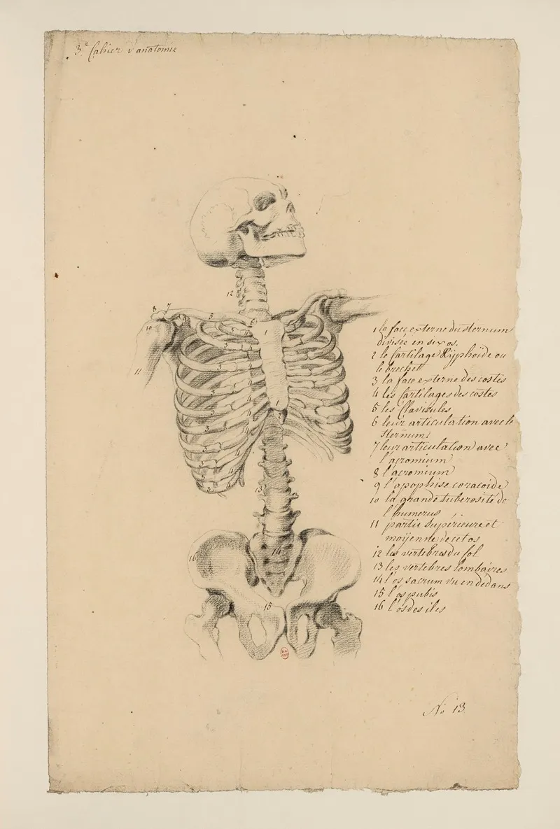 Cahiers Danatomie Pl 12