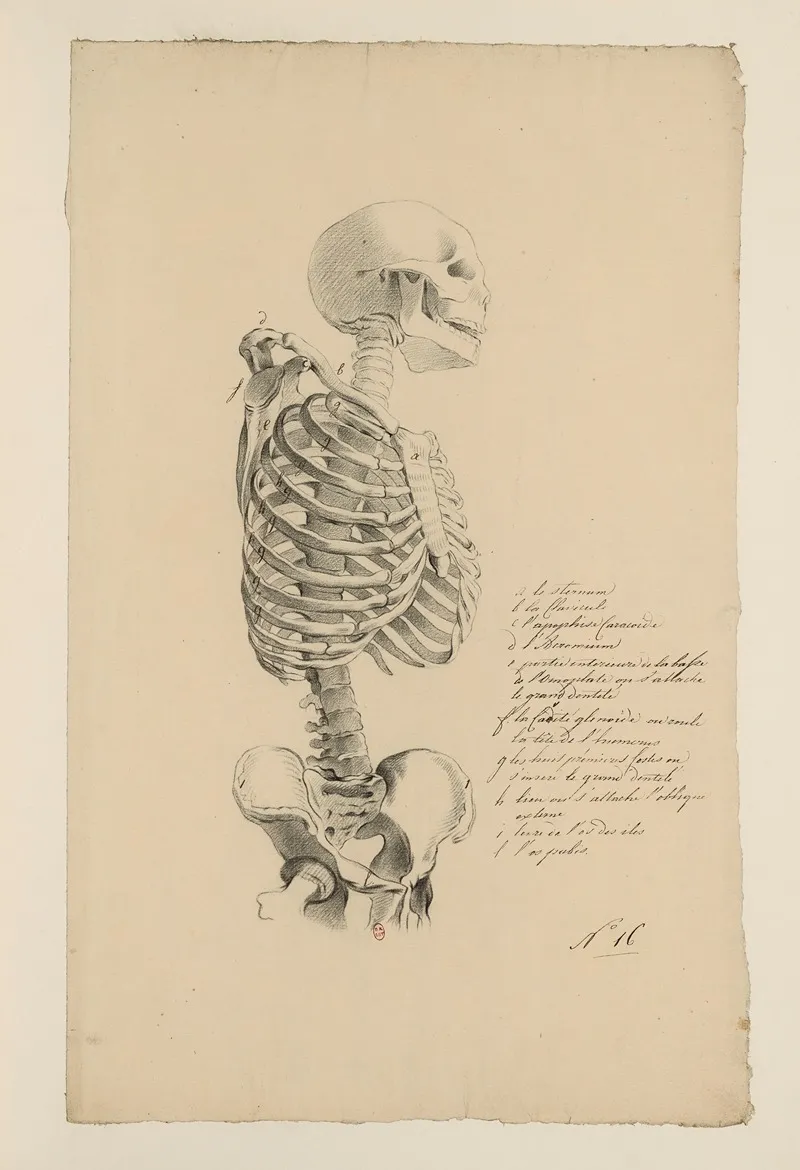 Cahiers Danatomie Pl 15