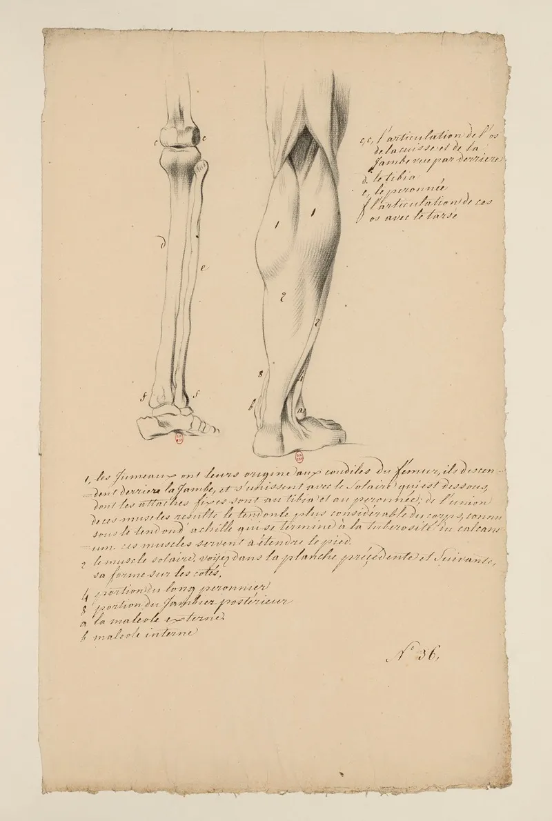 Cahiers Danatomie Pl 28