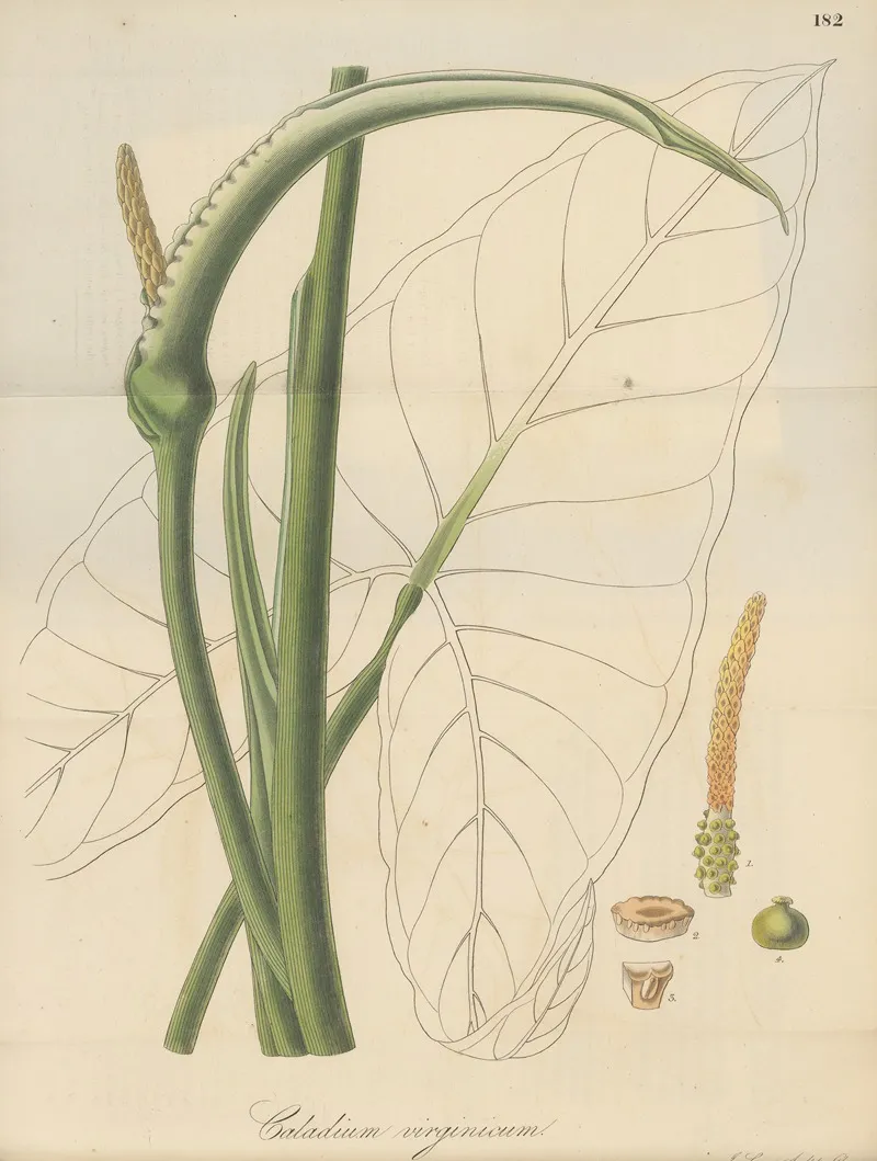 Caladium Virginicum by William Jackson Hooker - Canvas Print