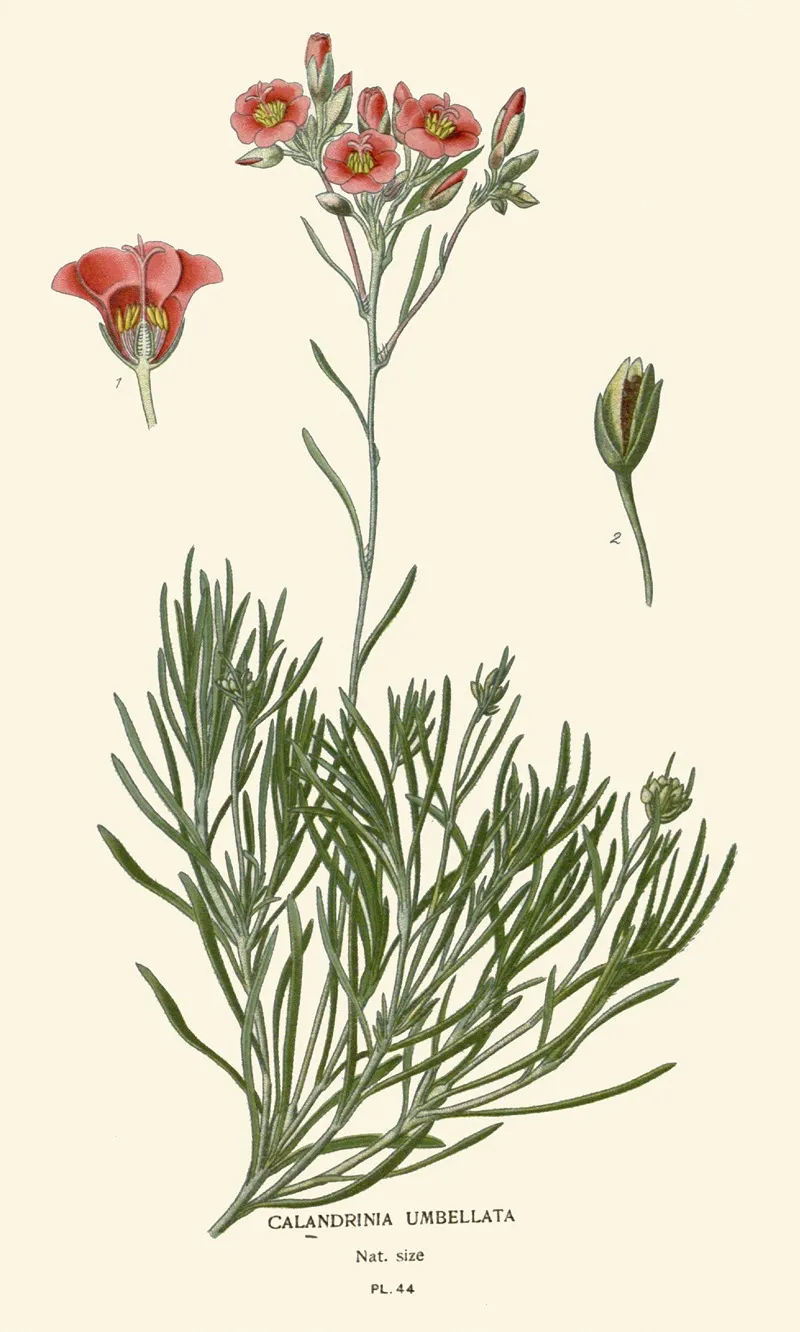 Calandrinia Umbellata by Edward Step - Canvas Print