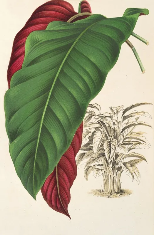 Calathea Arrecta