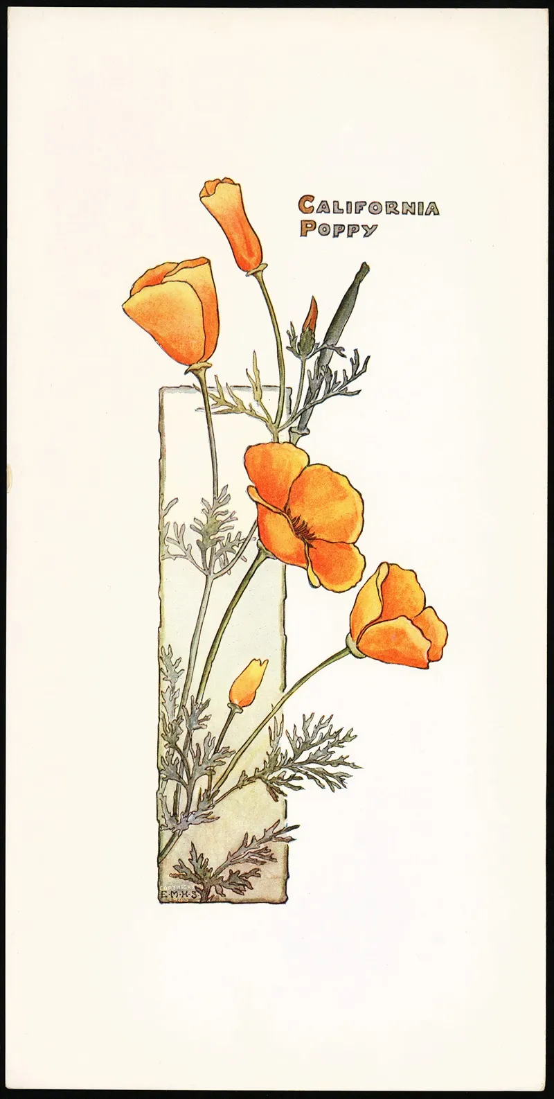 California Poppy 2