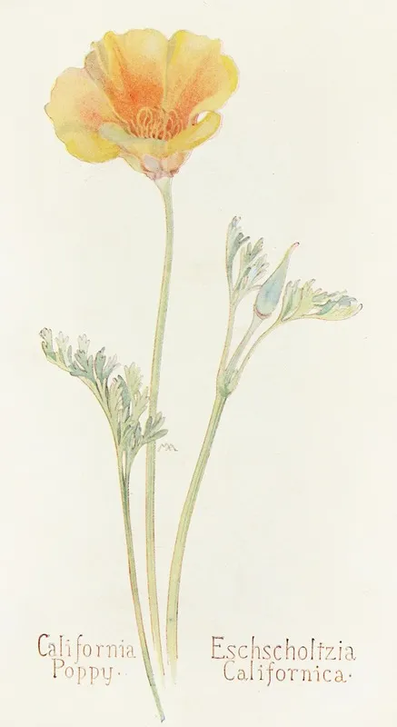 California Poppy by Margaret Armstrong - Canvas Print