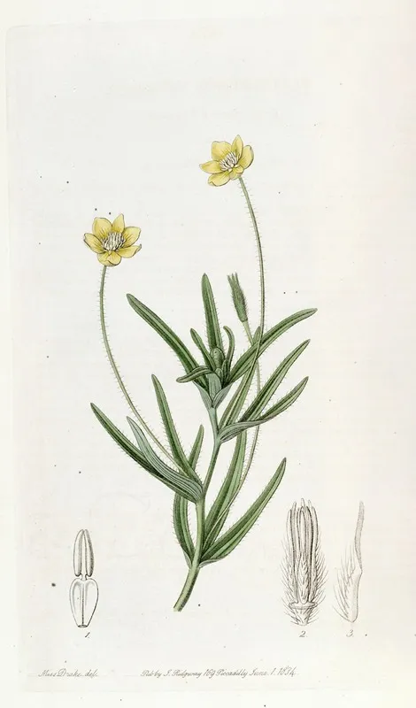 Californian Platystemon