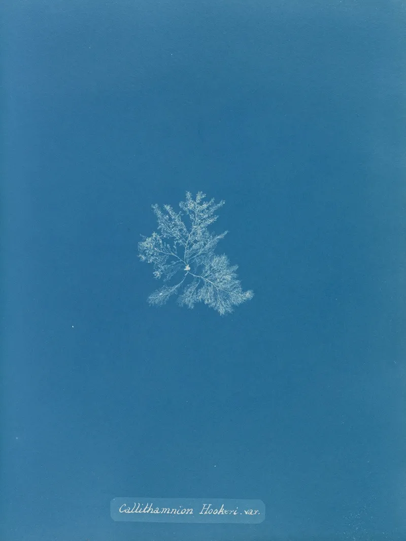 Callithamnion Hookeri Var