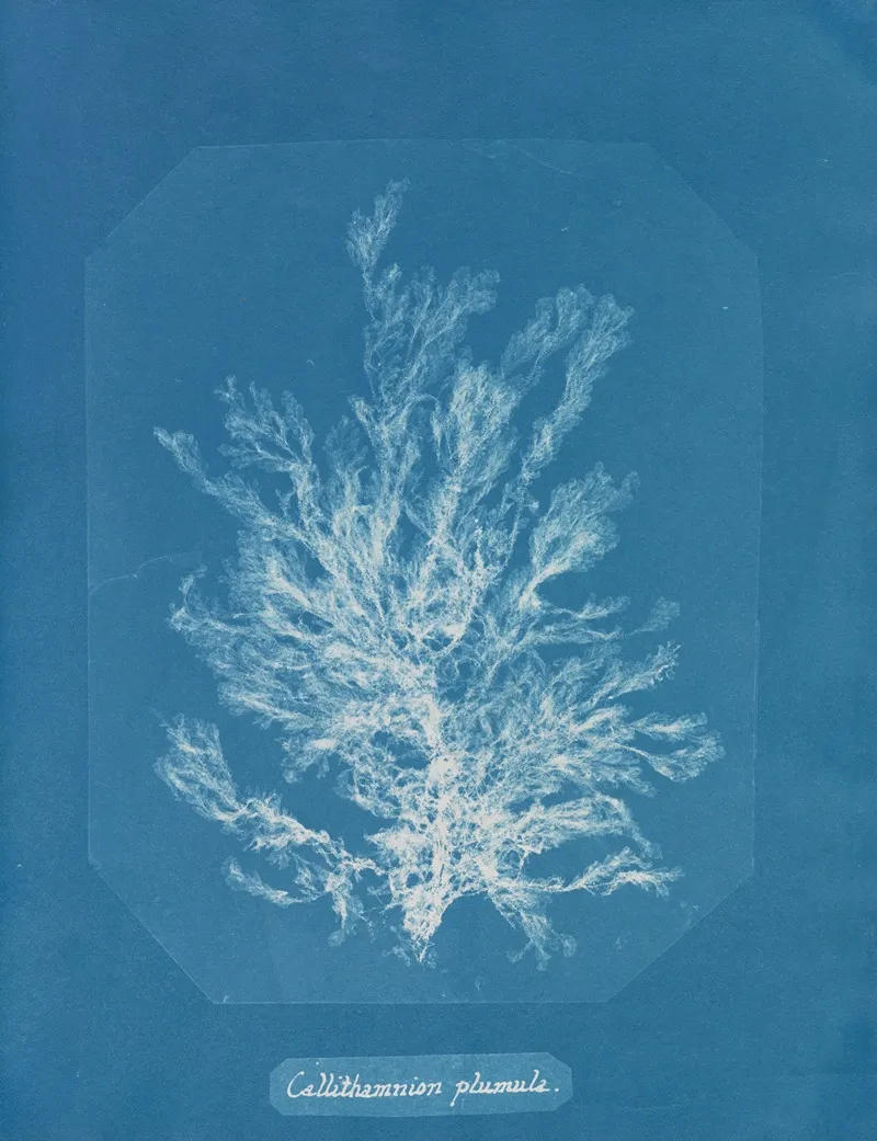 Callithamnion Plumula