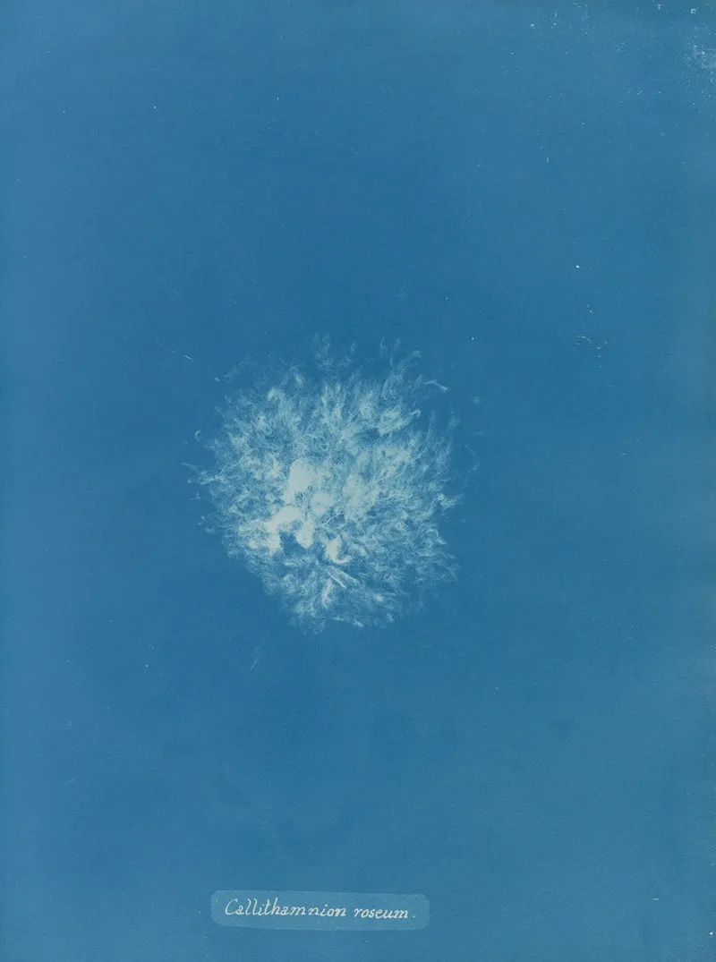 Callithamnion Roseum