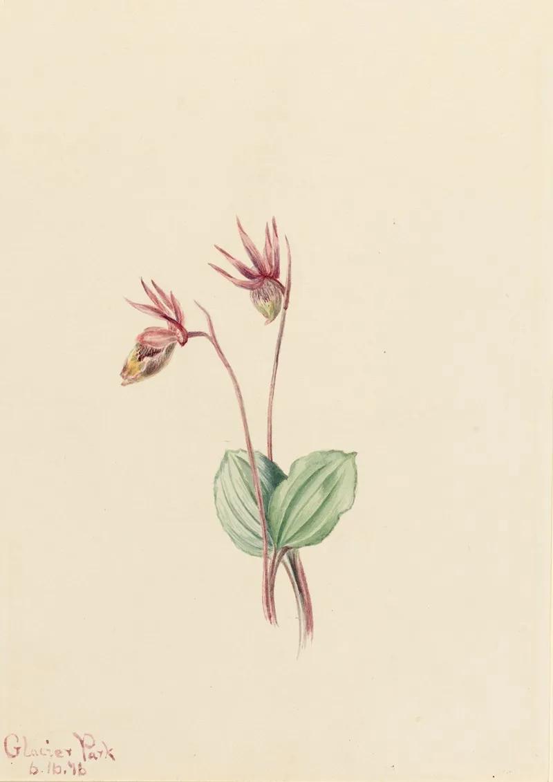 Calypso Cytherea Bulbosa 2