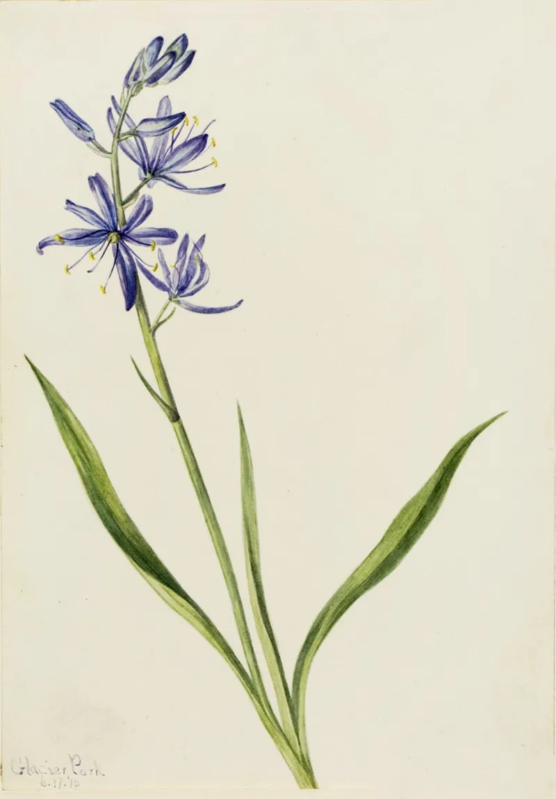 Camas Quamasia Quamash 2