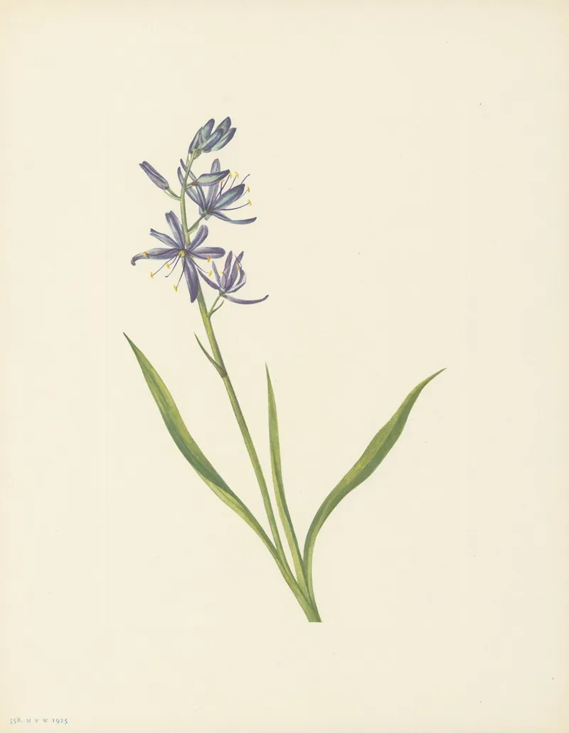 Camas Quamasia Quamash 3