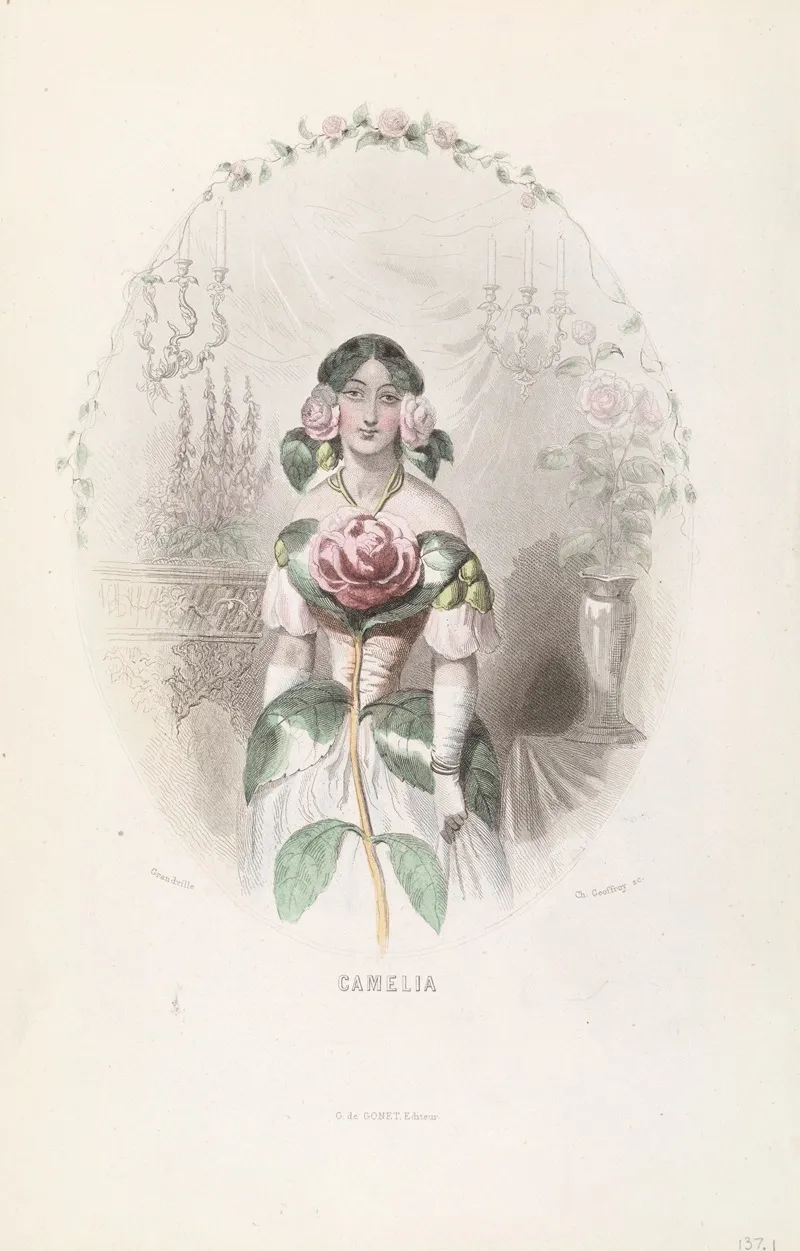 Camelia