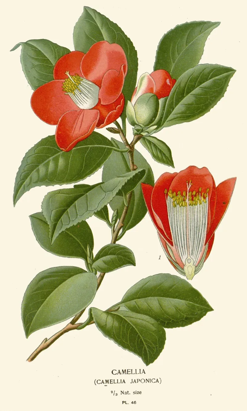 Camellia 2 by Edward Step - Canvas Print