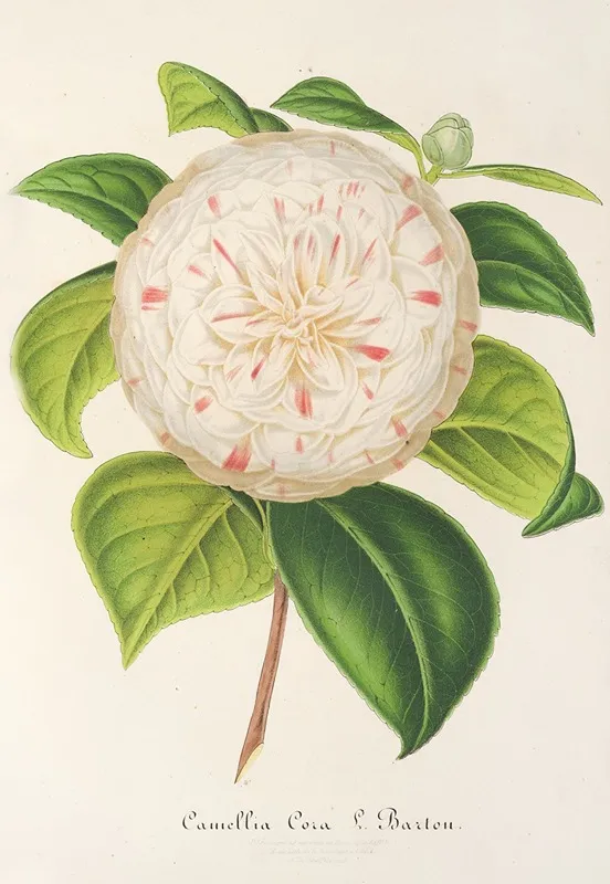 Camellia Cora L Barton