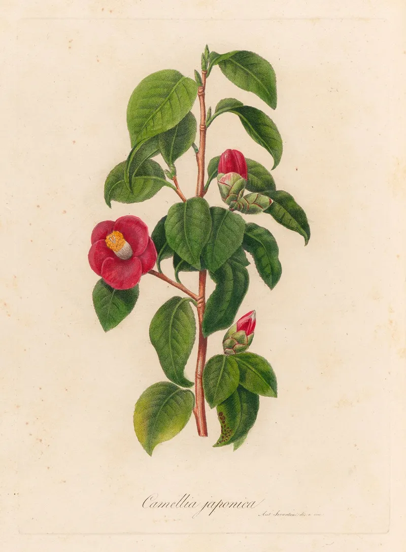 Camellia Japonica 2