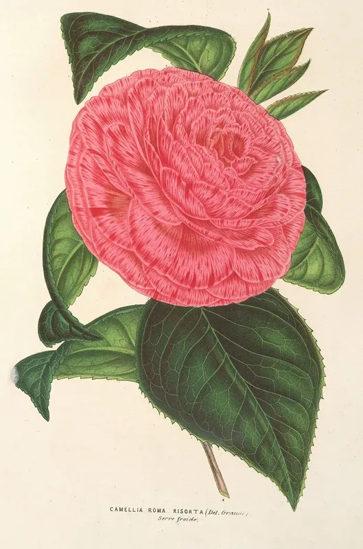 Camellia Roma Risorta
