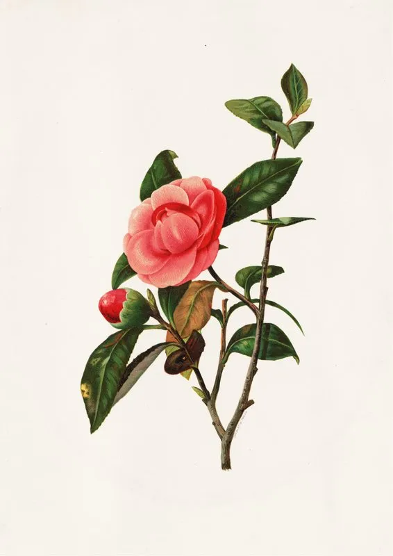 Camellia