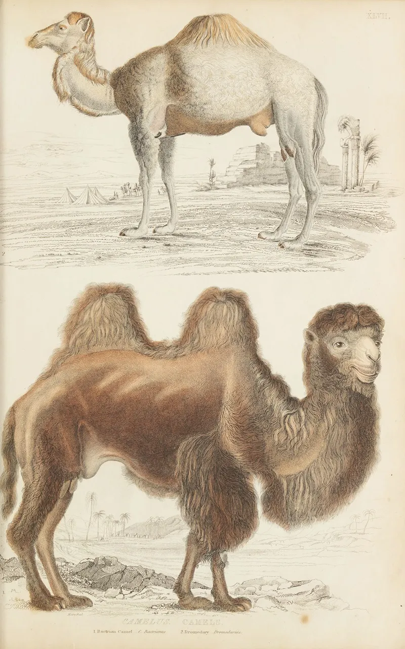 Camels 3 by William MacGillivray - Canvas Print