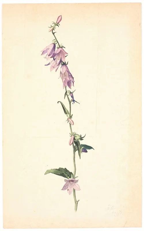 Campanula by Christen Dalsgaard - Canvas Print