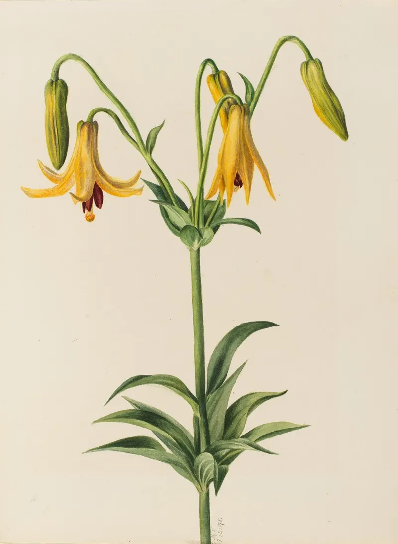 Canada Lily Lilium Canadense 2