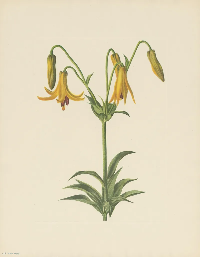 Canada Lily Lilium Canadense 3