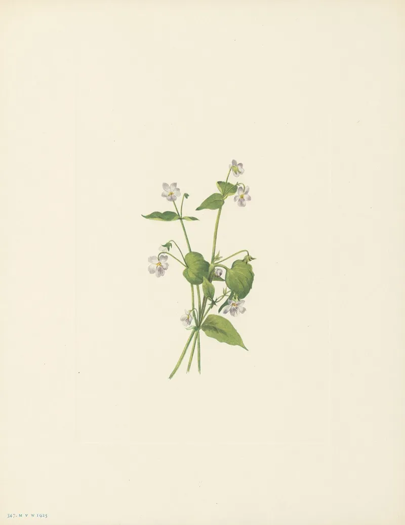 Canada Violet Viola Canadensis 3