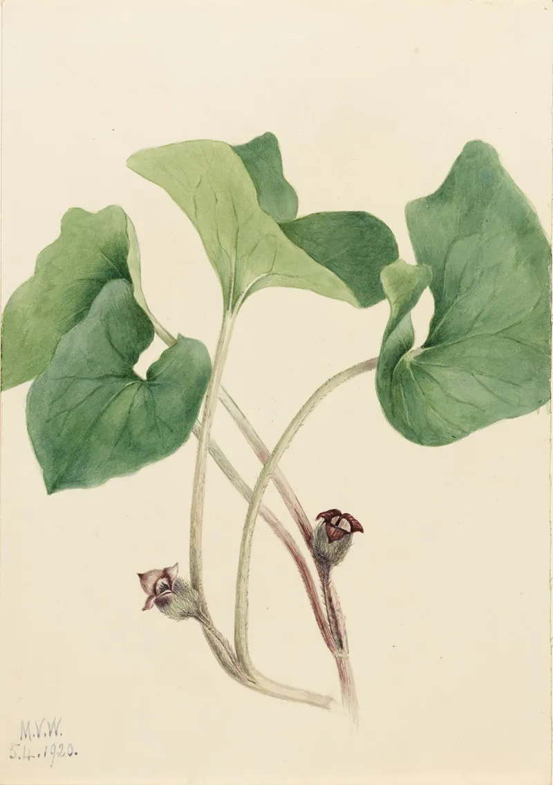 Canada Wild Ginger Asarum Canadense