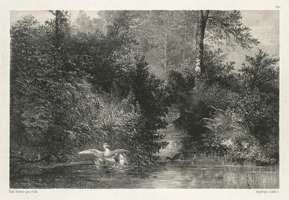 Canards Ducks by Karl Bodmer - Canvas Print