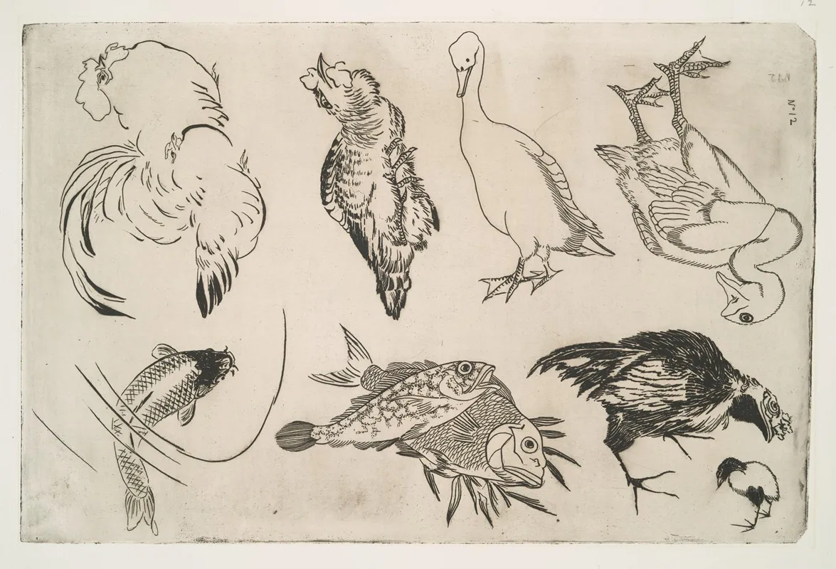 Canards Poissons Etc