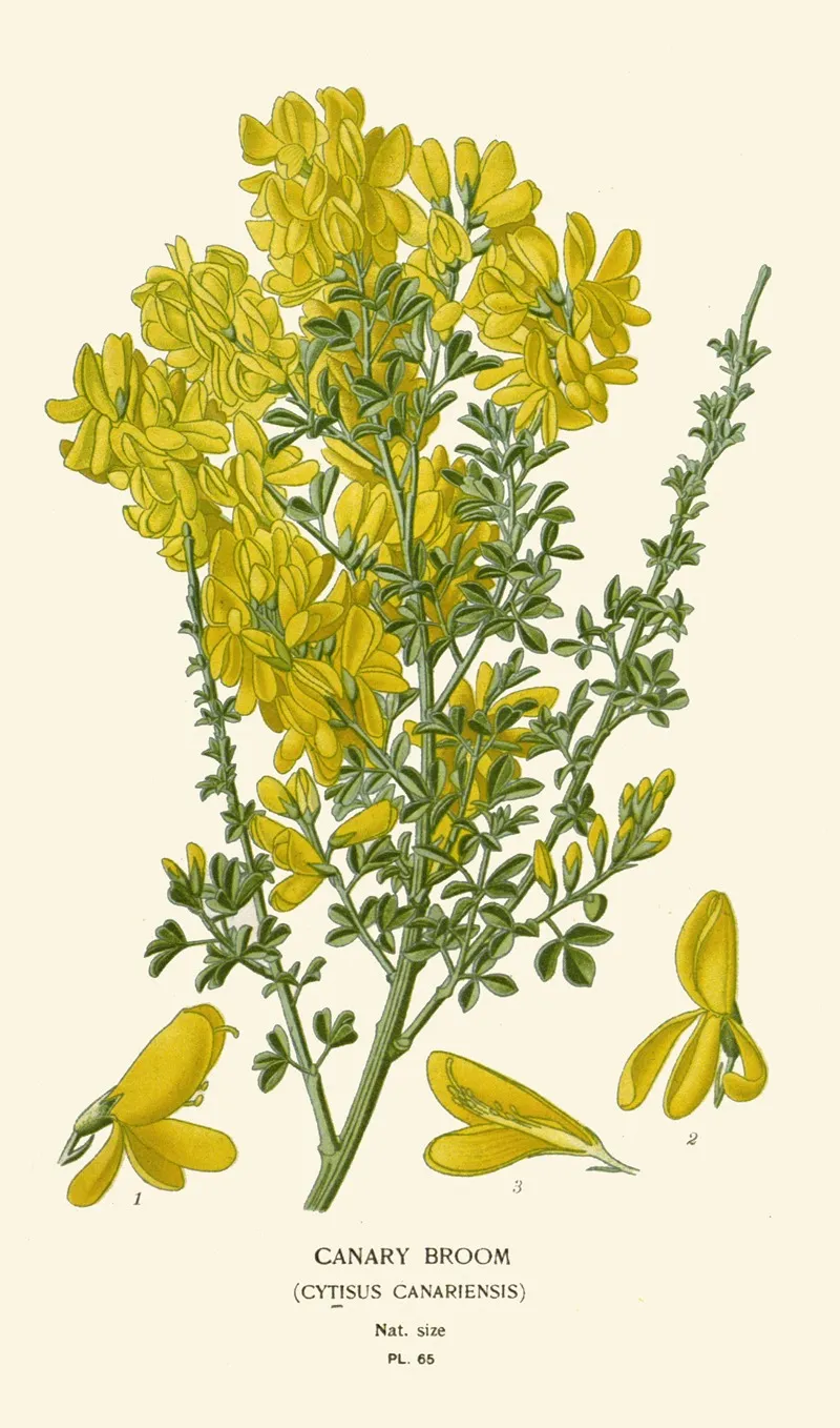 Canary Broom by Edward Step - Canvas Print