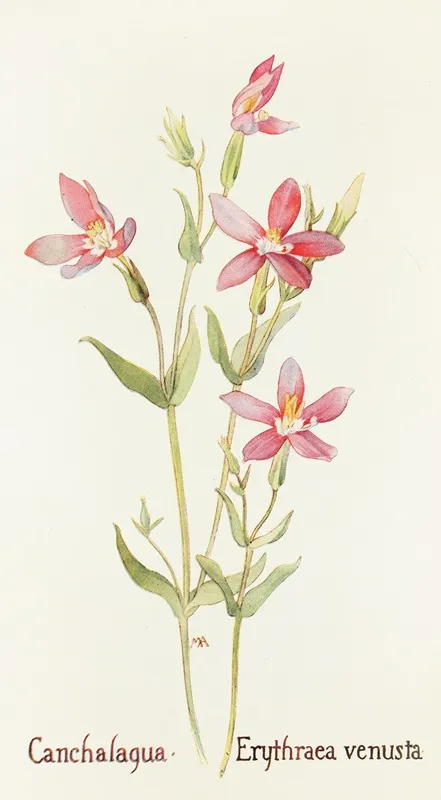 Canchalagua by Margaret Armstrong - Canvas Print