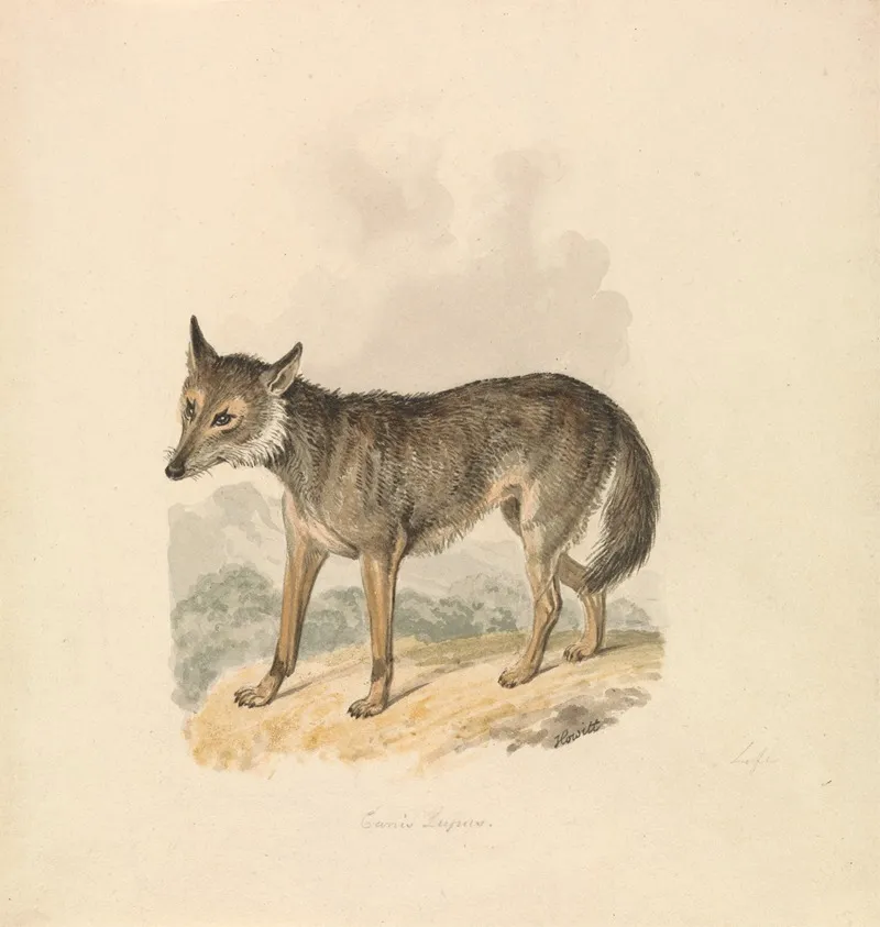 Canis Lupus Or Gray Wolf
