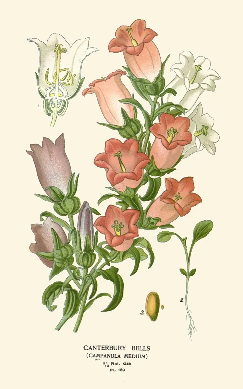 Canterbury Bells by Edward Step - Canvas Print