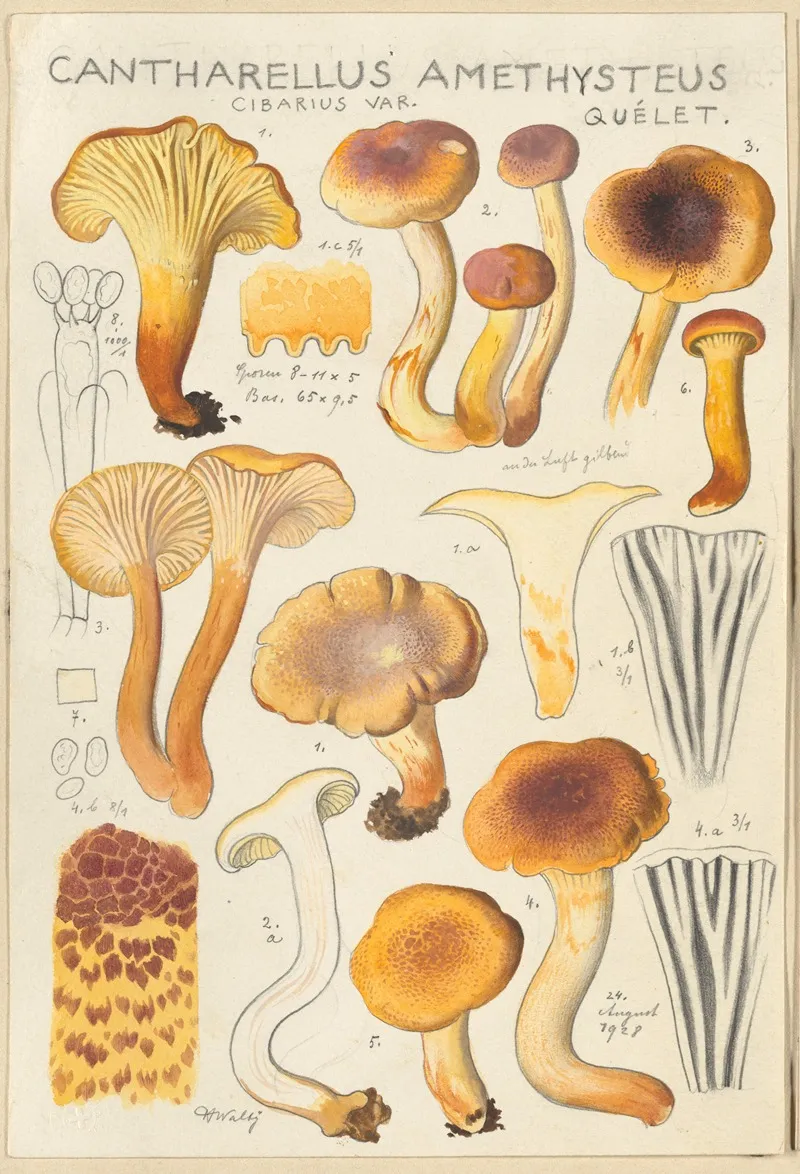 Cantharellus Amethysteus