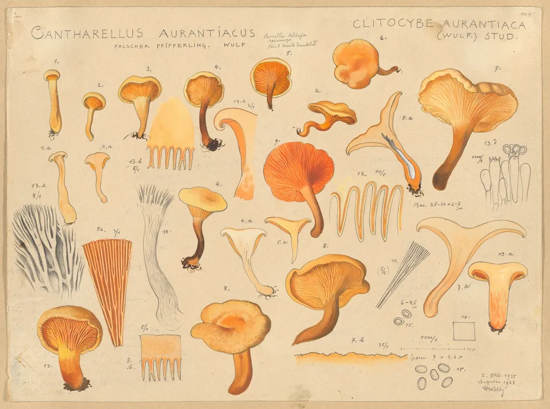 Cantharellus Aurantiacus Wulf by Hans Walty - Canvas Print