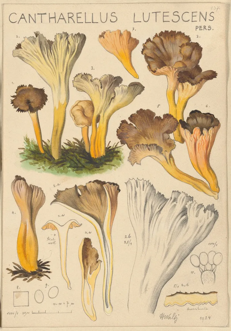 Cantharellus Lutescens by Hans Walty - Canvas Print