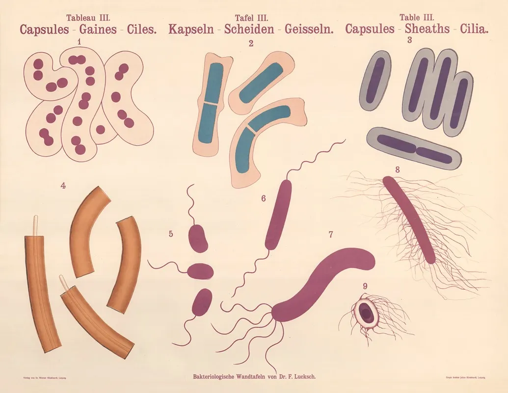 Capsules Sheaths Cilia by Hans Ernst August Buchner - Canvas Print
