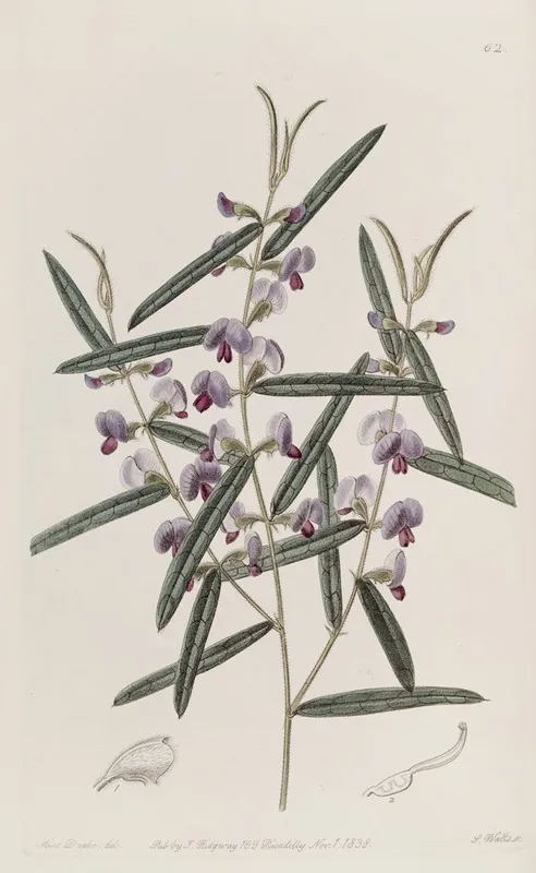 Captain Mangless Hovea by Sydenham Edwards - Canvas Print