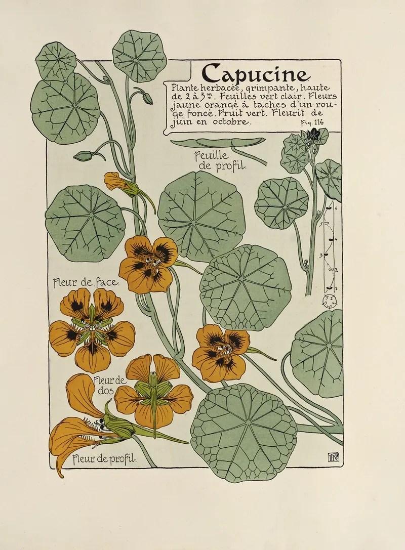 Capucine 4 by Maurice Pillard Verneuil - Canvas Print