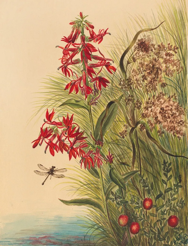 Cardinal Flower Lobelia Cardinalis