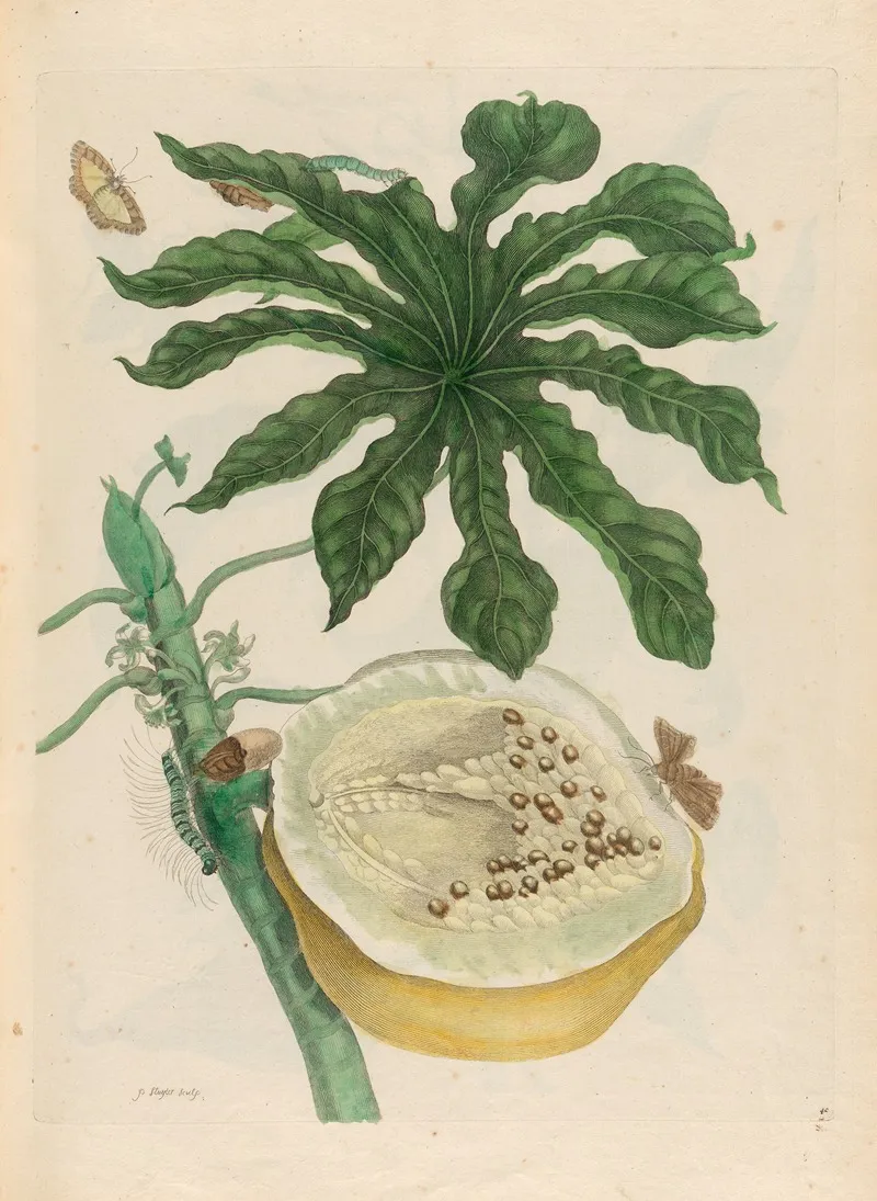 Carica Papaya 5