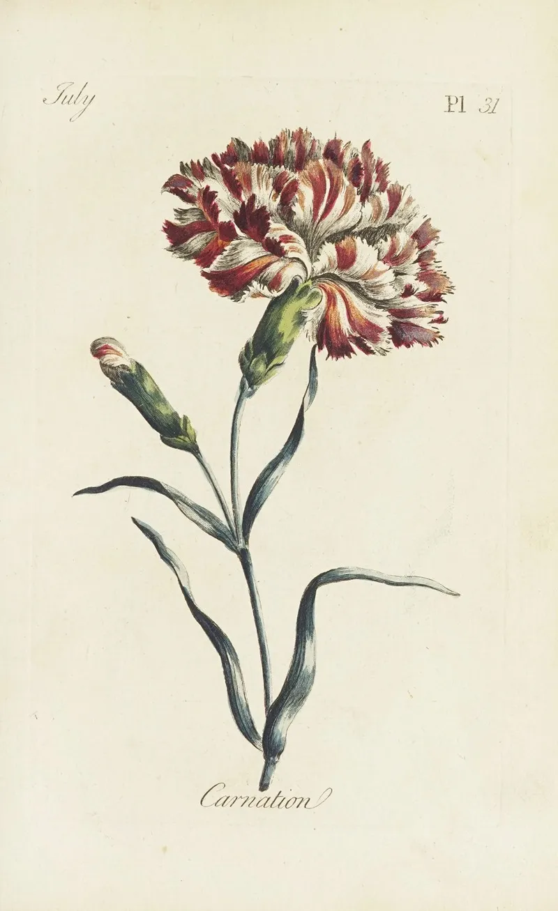 Carnation 2