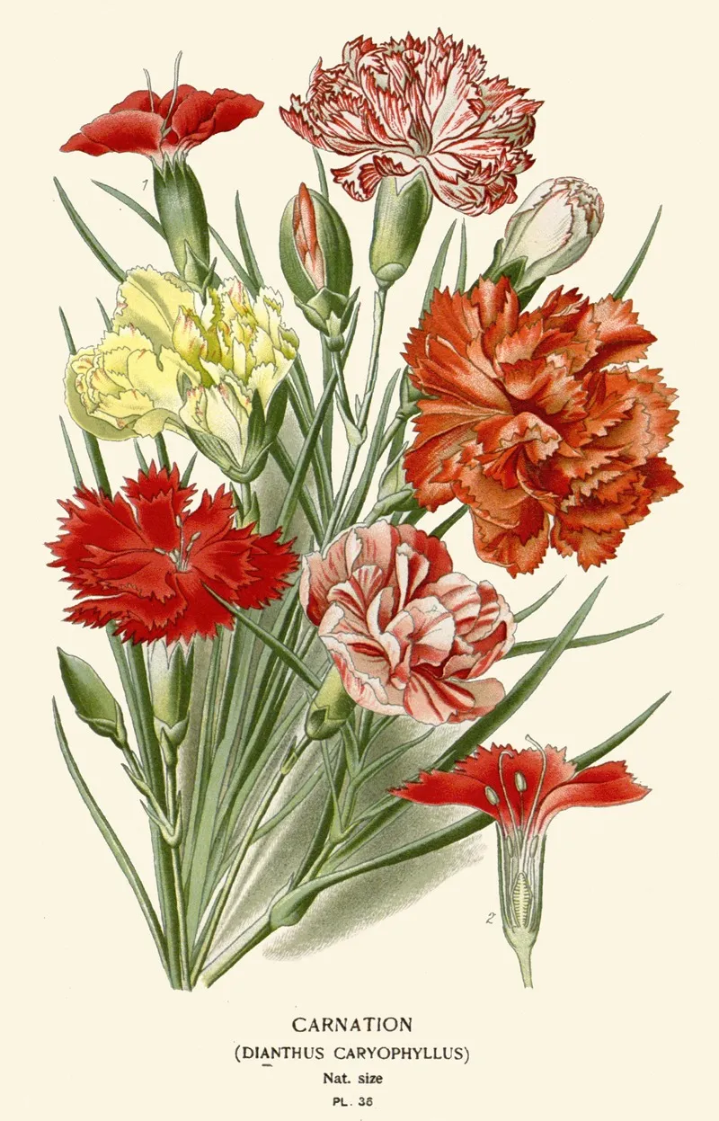 Carnation 3 by Edward Step - Canvas Print