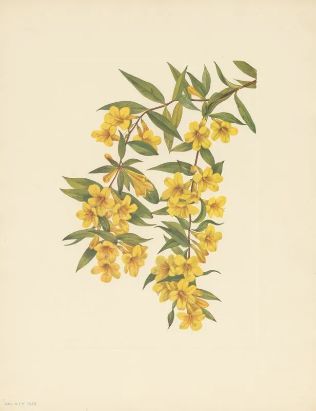 Carolina Jessamine Gelsemium Sempervirens 3