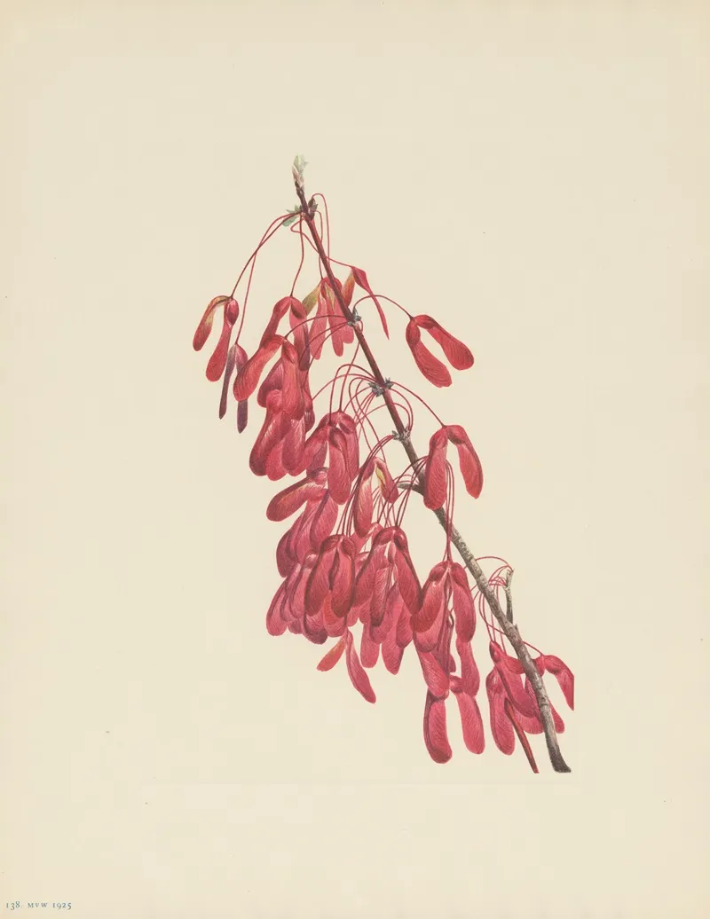 Carolina Maple Acer Carolinianum 3