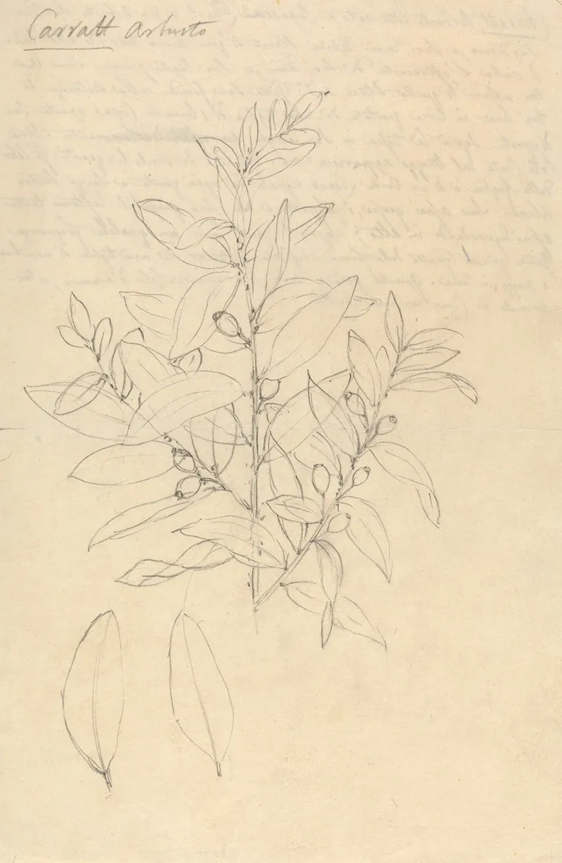 Carratt Osyris Lanceolata by Luigi Balugani - Canvas Print