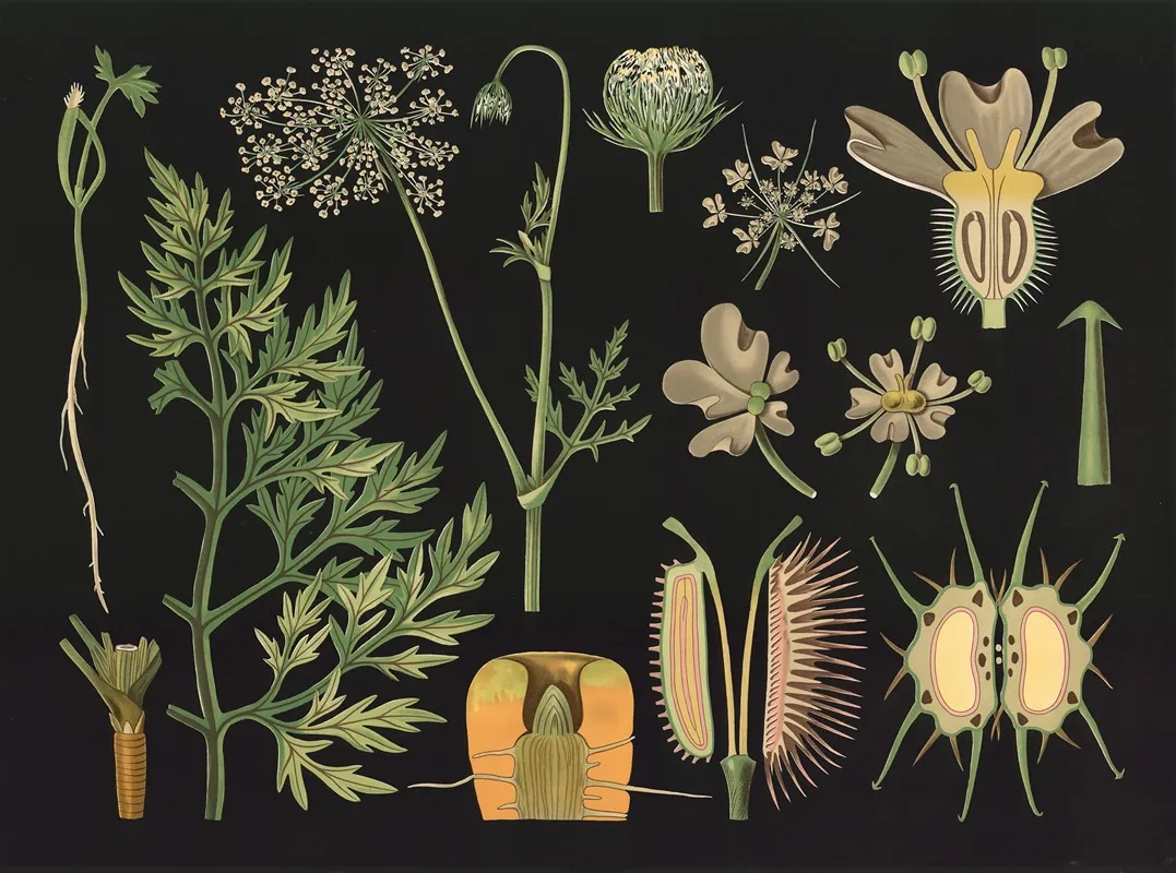 Carrot Daucus Carota