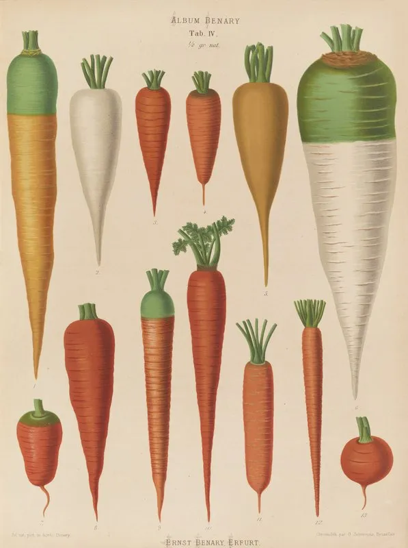 Carrots